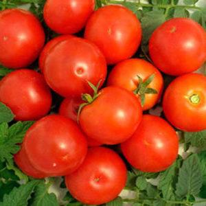 المفضل لدى سكان الصيف المحليين ، الأكثر تواضعًا في الرعاية وفي نفس الوقت طماطم عالية الغلة Yablonka في روسيا