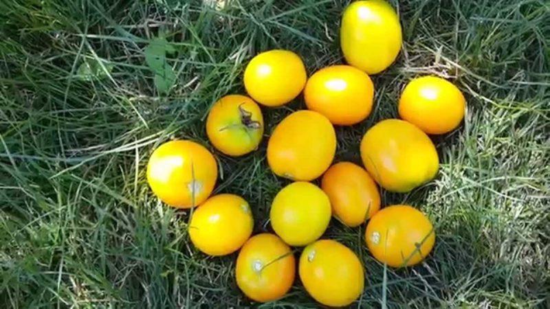 Features of caring for yellow-fruited tomatoes