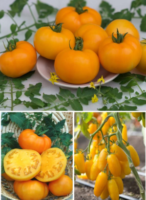 Features of caring for yellow-fruited tomatoes