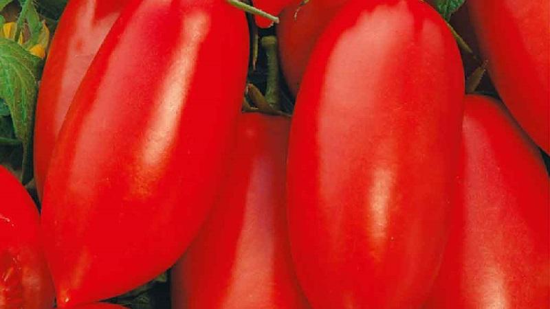 Ένα δώρο για αρχάριους κηπουρούς - η ντομάτα Shuttle είναι ανεπιτήδευτη στη φροντίδα και πλούσια σε συγκομιδή