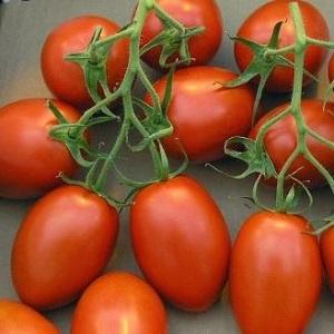 Um presente para jardineiros novatos - o transporte de tomate é despretensioso no cuidado e rico em colheita