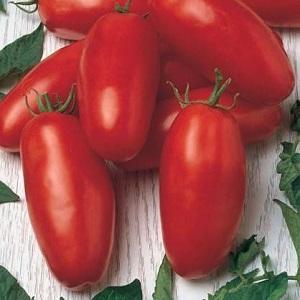 Un cadeau pour les jardiniers débutants - la navette de tomates est sans prétention dans les soins et riche en récolte