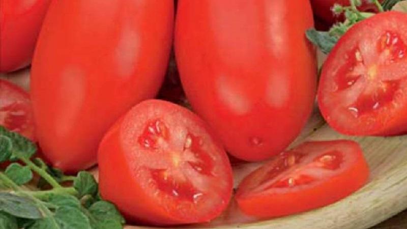 Acemi bahçıvanlar için bir hediye - domates mekiği bakım açısından iddiasız ve hasat açısından zengindir