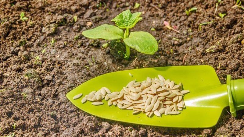 Os benefícios e malefícios da semente de abobrinha: utilizamos o produto obedecendo a todas as normas para não prejudicar a saúde