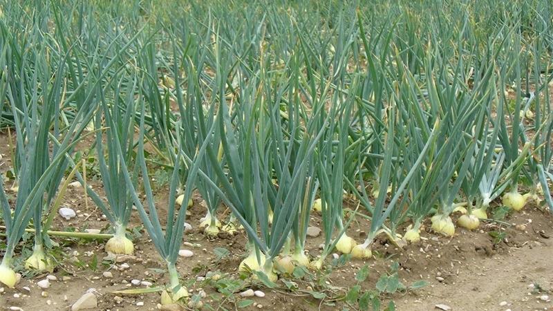 Praktický průvodce pěstováním česneku ve skleníku: technika od zkušených zahradníků