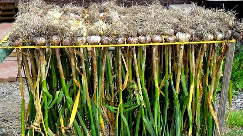 A practical guide to growing garlic in a greenhouse: a technique from experienced gardeners