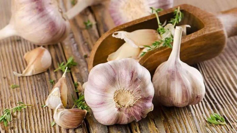 A practical guide to growing garlic in a greenhouse: a technique from experienced gardeners