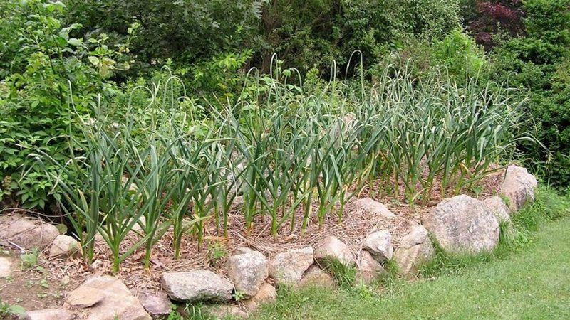 Eine praktische Anleitung zum Anbau von Knoblauch in einem Gewächshaus: eine Technik von erfahrenen Gärtnern