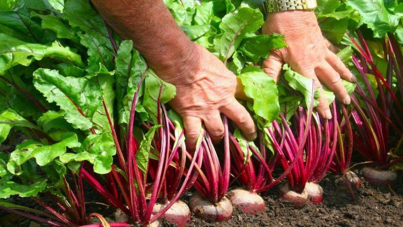 Правила за получаване на богата реколта от цвекло: отглеждане на открито и грижи