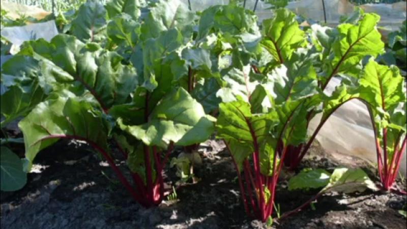 Правила за получаване на богата реколта от цвекло: отглеждане на открито и грижи