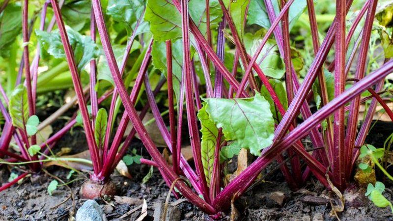 Rules for obtaining a rich harvest of beets: growing in the open field and care