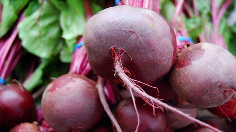 Rules for obtaining a rich harvest of beets: growing in the open field and care