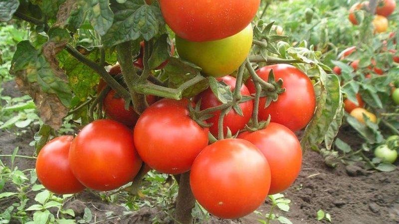 Seralar için en iyi 15 az büyüyen domates çeşidinin değerlendirmesi: her açıdan doğru olanı seçin
