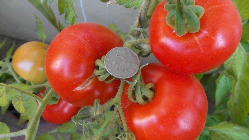 Seralar için en iyi 15 az büyüyen domates çeşidinin değerlendirmesi: her açıdan doğru olanı seçin