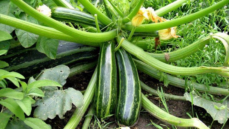 We save the harvest until spring: how to store zucchini for the winter correctly and what conditions need to be created for vegetables