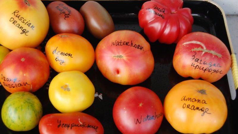 Las 15 variedades de tomate más dulces para invernaderos: una descripción general de las mejores y ayuda para elegir el tipo correcto