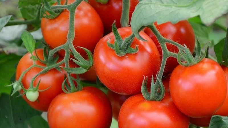 Açık zemin için en iyi 20 süper erken domates çeşidi: doğru olanı birlikte seçmek