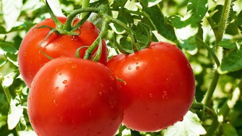 Açık zemin için en iyi 20 süper erken domates çeşidi: doğru olanı birlikte seçmek