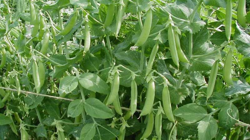 Harvest all year round without leaving your home: how to grow peas at home on a windowsill and what you need for this