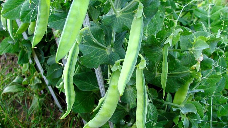 Harvest all year round without leaving your home: how to grow peas at home on a windowsill and what you need for this