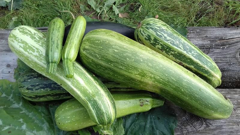 Was und wie man Zucchini lange aufbewahrt - wir schaffen ideale Bedingungen