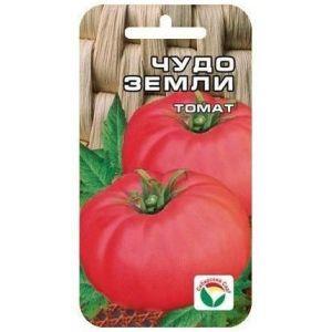 Leckere Tomate mit riesigen Früchten - Tomate Wunder der Erde