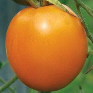 Svijetla sorta s bogatom žetvom i bogatim ukusom - rajčica Eldorado i osobitosti njegova uzgoja