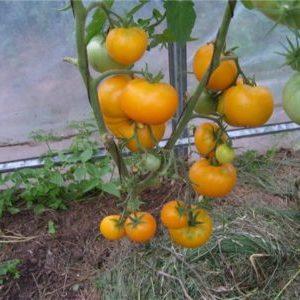 Una variedad brillante con una rica cosecha y rico sabor: el tomate Eldorado y las peculiaridades de su cultivo
