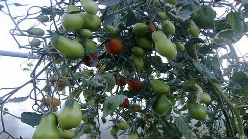 Qué son los tomates: diferencias clave y características de elección