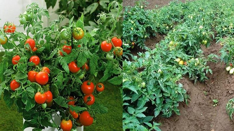 Qué son los tomates: diferencias clave y características de elección