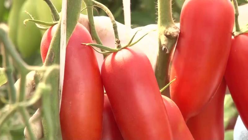 Ein Genuss aus dem Garten für echte Feinschmecker: die Versuchung des Tomatenzaren