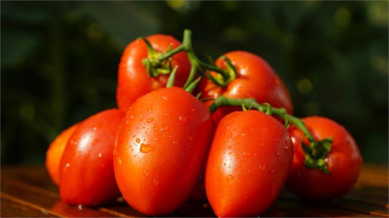 Ein Genuss aus dem Garten für echte Feinschmecker: die Versuchung des Tomatenzaren