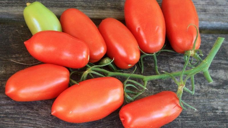 En godbit från trädgården för äkta gourmeter: tomat Tsars frestelse
