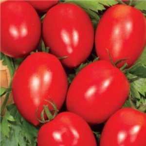 Một trong những giống tốt nhất để bảo tồn - cà chua Novichok chín sớm và năng suất cao