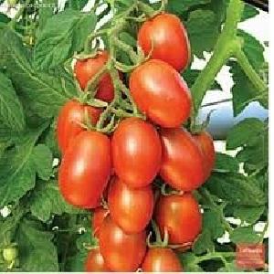 En av de beste variantene for bevaring - tidlig modning og høyavkastende tomat Novichok