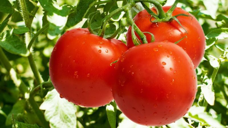 Açık alanda domates bağlamanın yolları: nasıl doğru yapılır ve gerekli midir?