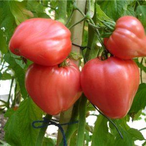 Uma variedade grande e prolífica de salada de tomates rosa Abakan: conhecendo-se mais de perto e tentando crescer