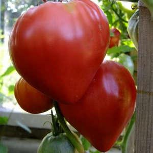 Uma variedade de salada grande e prolífica de tomates rosa Abakan: conhecendo-se mais de perto e tentando crescer