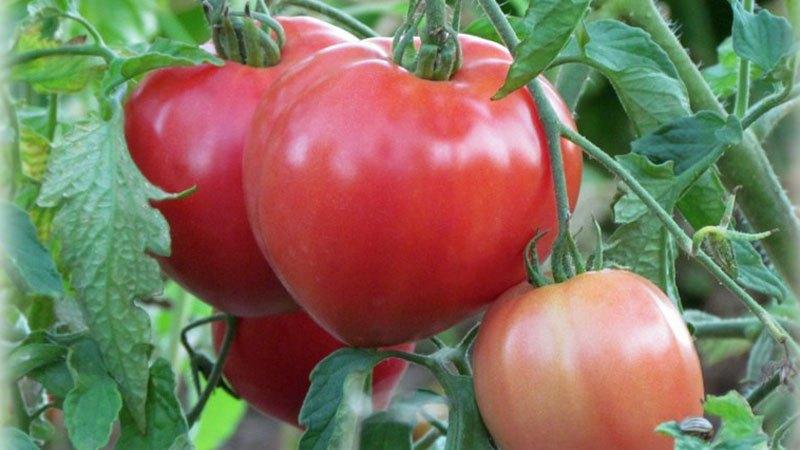 Uma variedade grande e prolífica de salada de tomates rosa Abakan: conhecendo-se mais de perto e tentando crescer