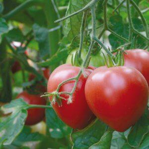 Abakan pembe domateslerinin büyük, verimli bir salata çeşidi: birbirini daha yakından tanımak ve büyümeye çalışmak