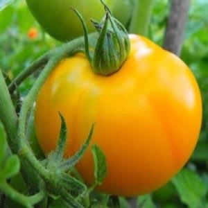 Grave o conteúdo de nutrientes, aparência brilhante e sabor rico - o tomate Golden Heart