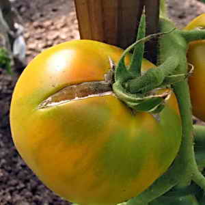 Grave o conteúdo de nutrientes, aparência brilhante e sabor rico - o tomate Golden Heart