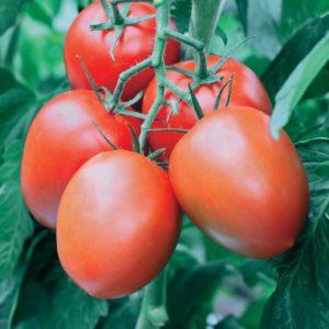 Panauhin sa hardin na pinangalanan ng bituin: Canopus tomato