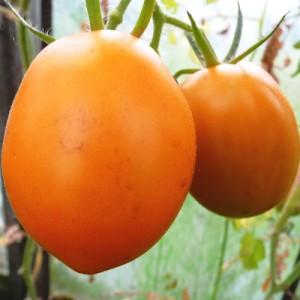 Yıldızın adını taşıyan bahçede misafir: Canopus domates