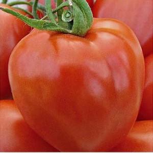 Panauhin sa hardin na pinangalanan ng bituin: Canopus tomato