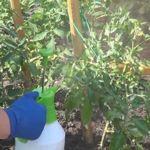 Cultivamos uma safra recorde de tomates em uma estufa de policarbonato: plantio e cuidados, conselhos de agrônomos