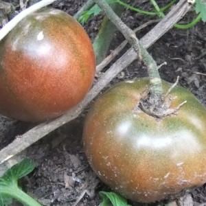 Bahçıvanlara aşık olmayı başaran yetiştiricilerden bir yenilik - domates Çikolata mucizesi: hasatın incelemeleri ve fotoğrafları