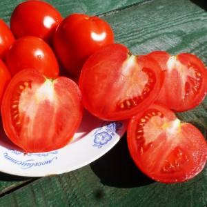 واحدة من أحلى أصناف الدفيئة - الإسكندر الأكبر طماطم