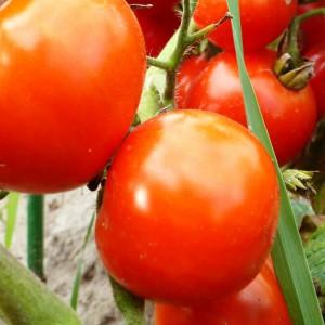 واحدة من أحلى أصناف الدفيئة - الإسكندر الأكبر طماطم