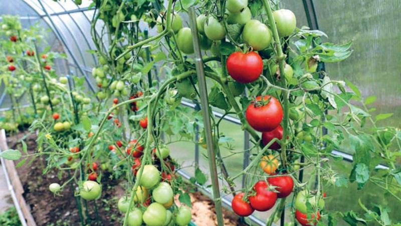 Vantagens e desvantagens do tomate Tsunami, características das frutas e sutilezas de cultivo